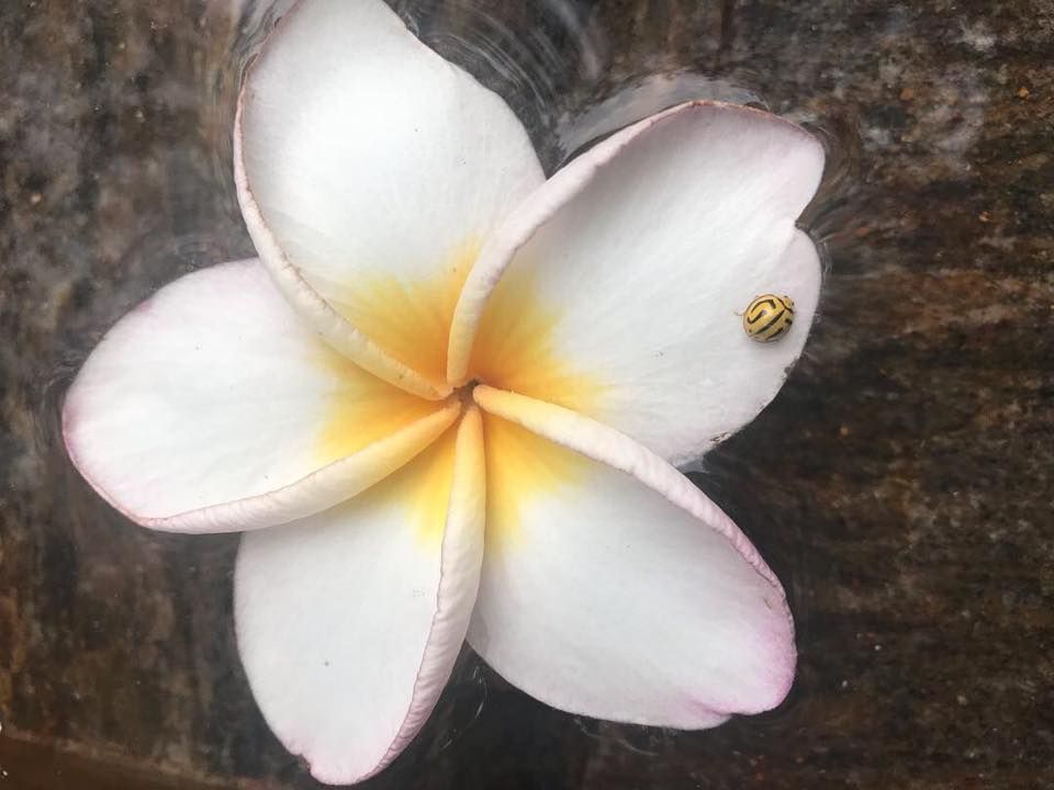 Flower Power 2