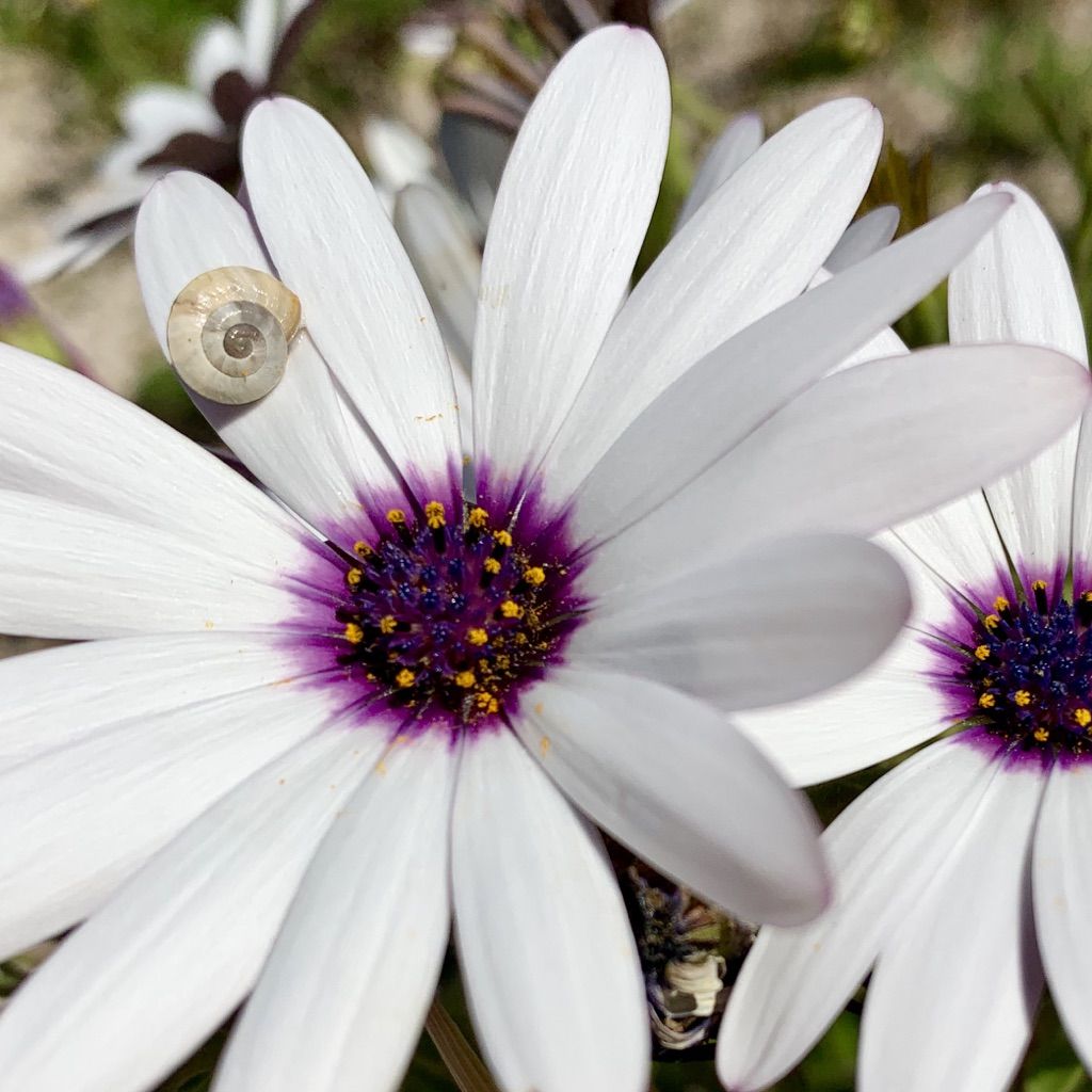 Flower Power 14