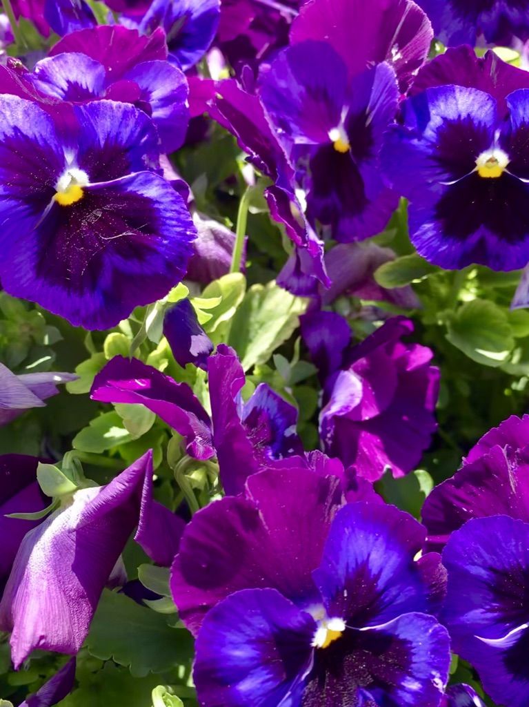 Flower Power 39