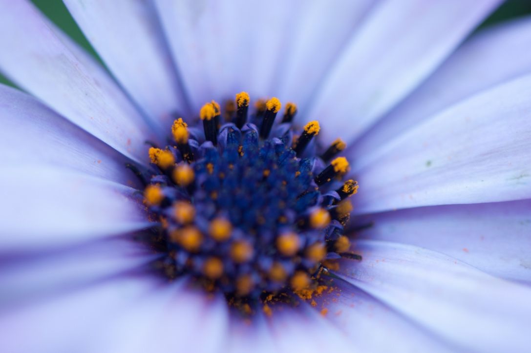Flower Power 36