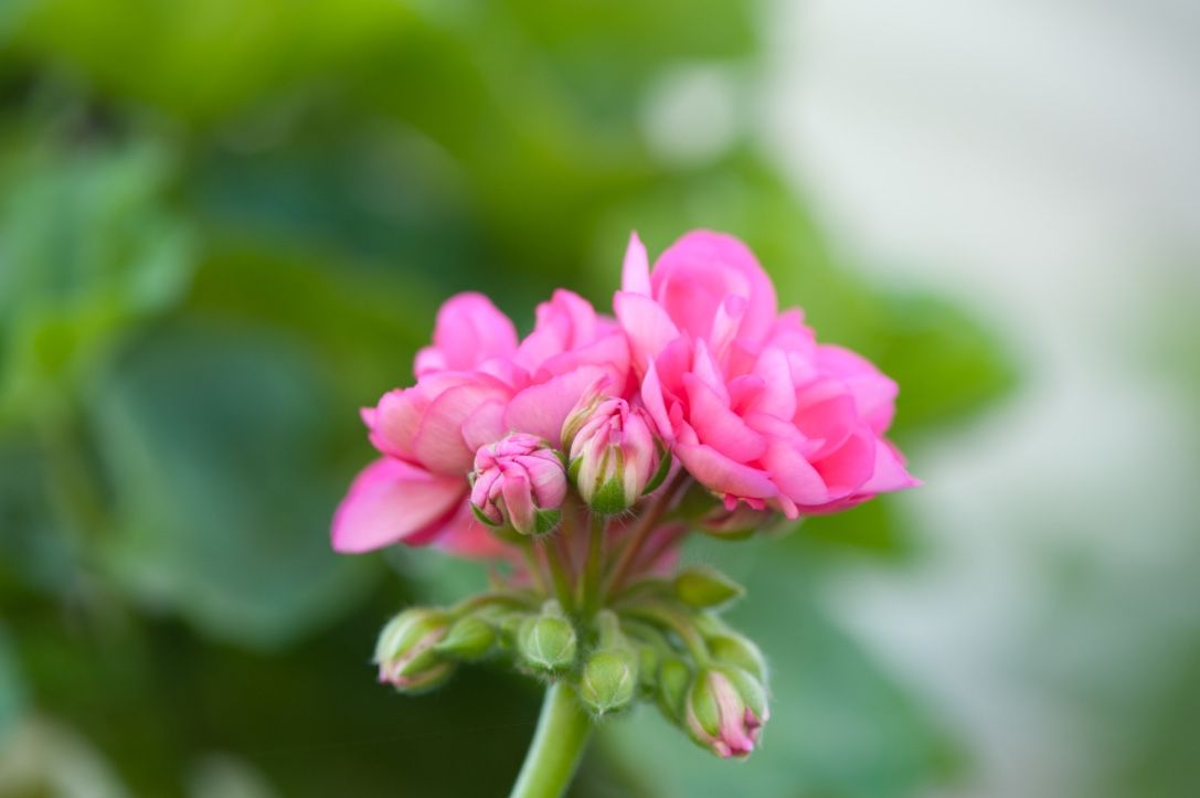 Flower Power 37
