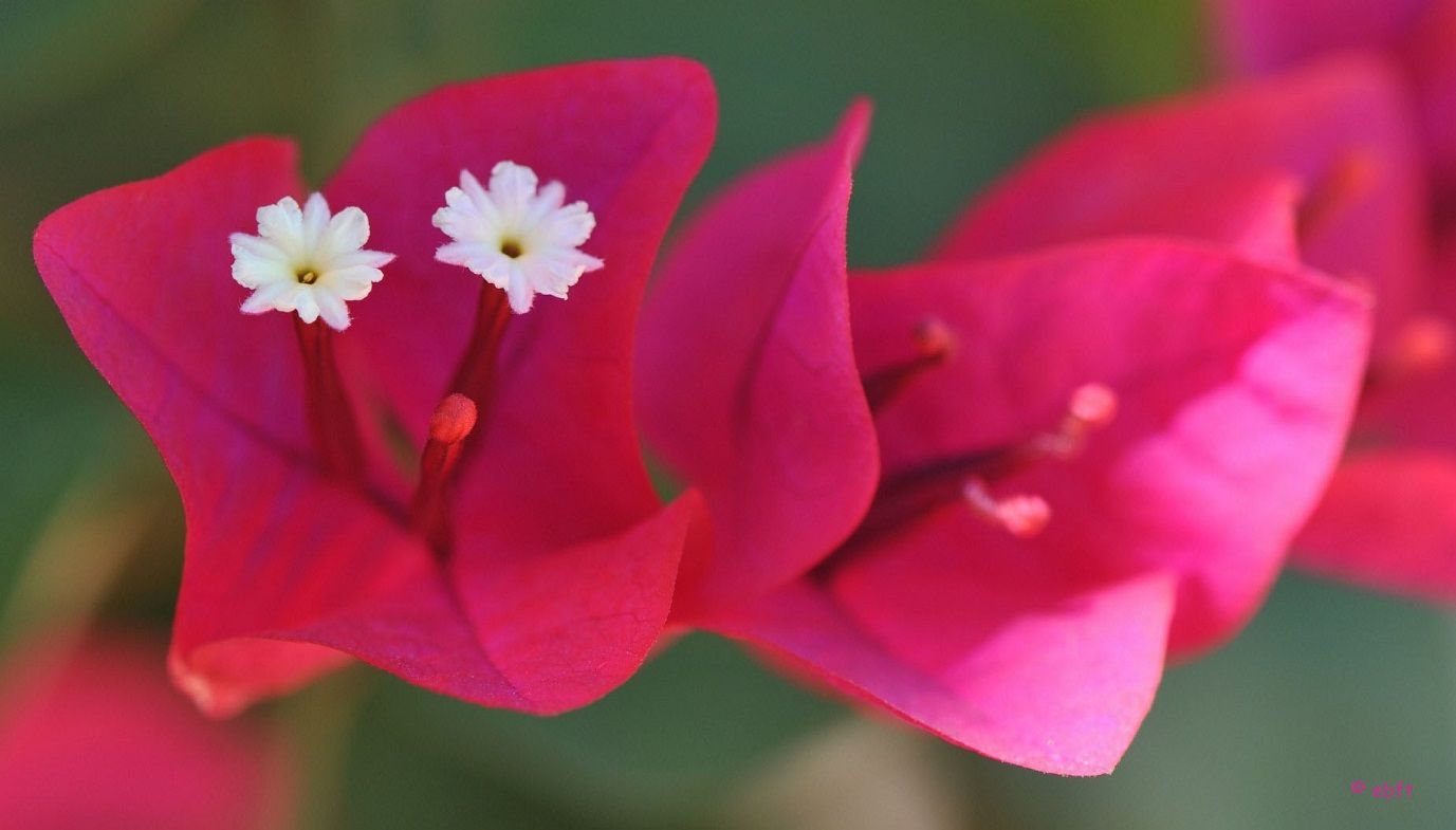 Flower Power 41