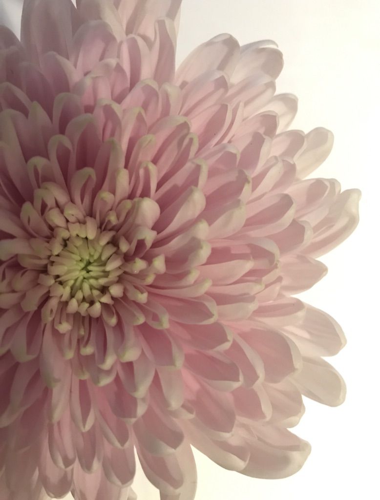 Flower Power 27