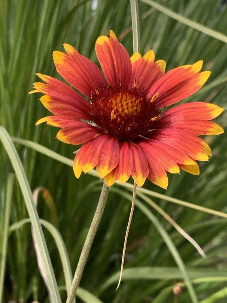 Flower Power 10