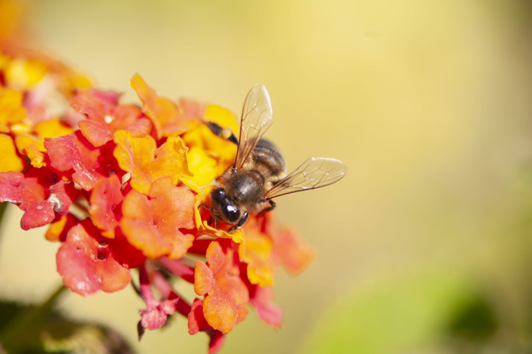 Birds & the Bees 23