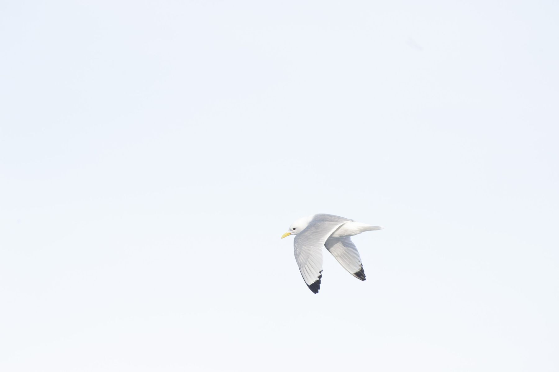 Birds & the Bees 26