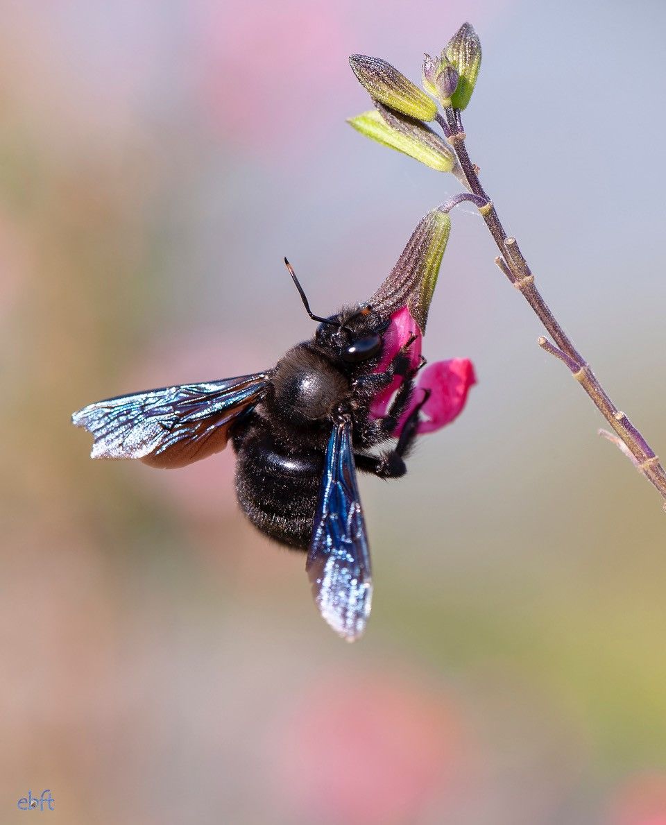 Birds & the Bees