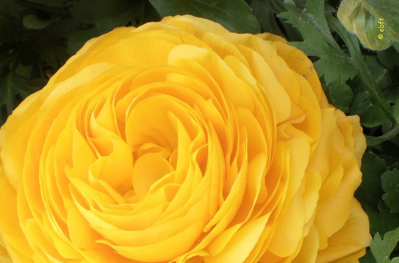Flower Power 3