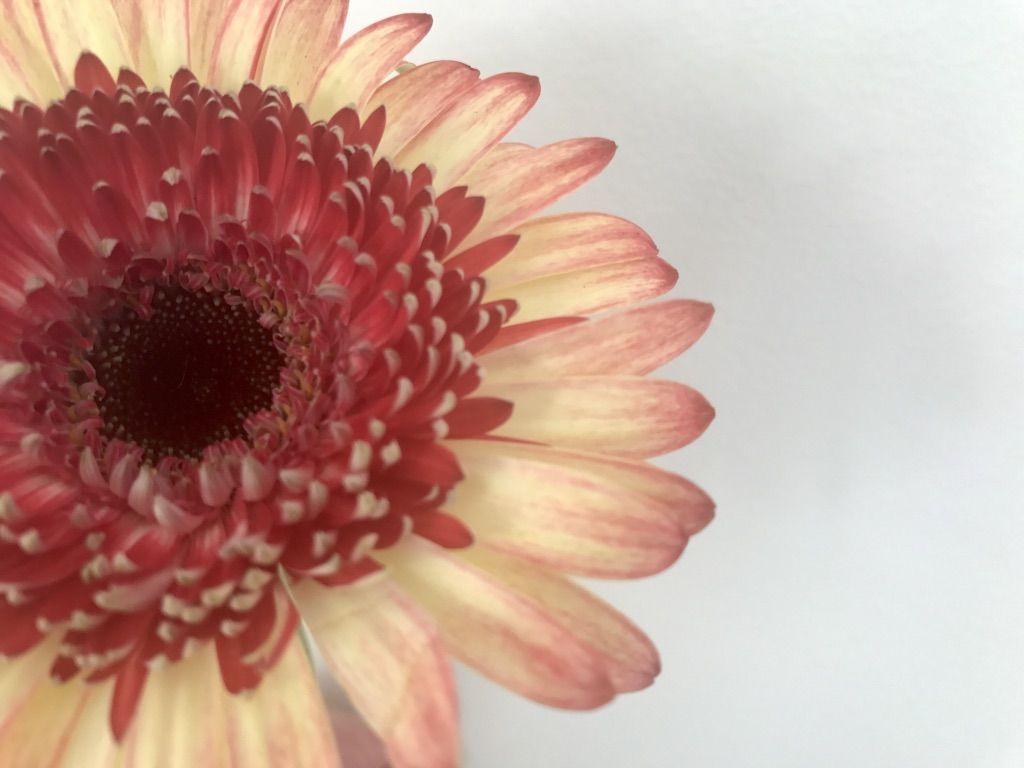 Flower Power 25