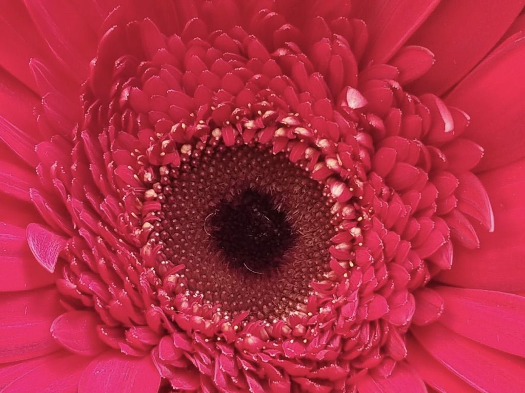 Flower Power 23