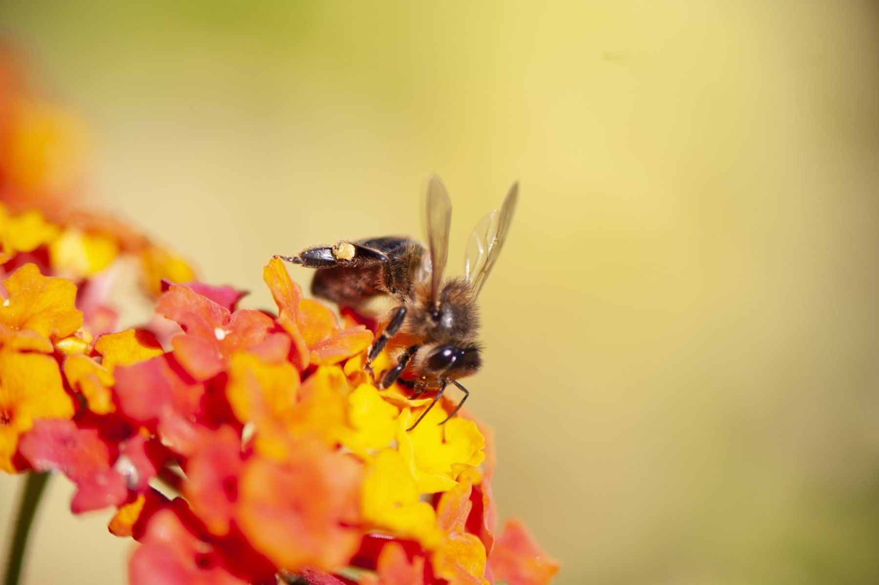 Birds & the Bees 24