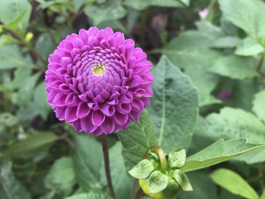 Flower Power 26