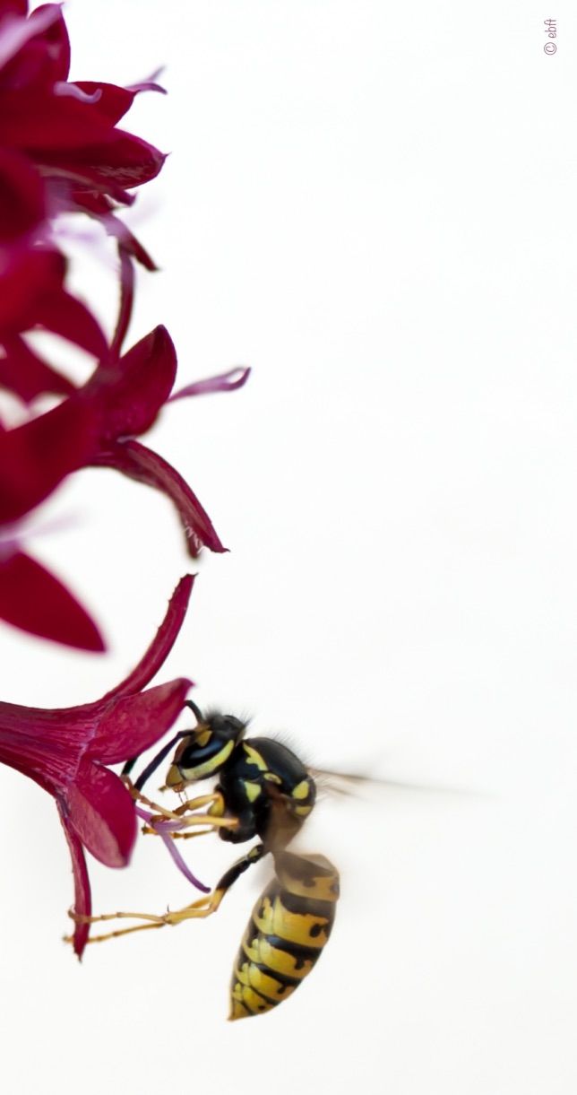 Birds & the Bees 13