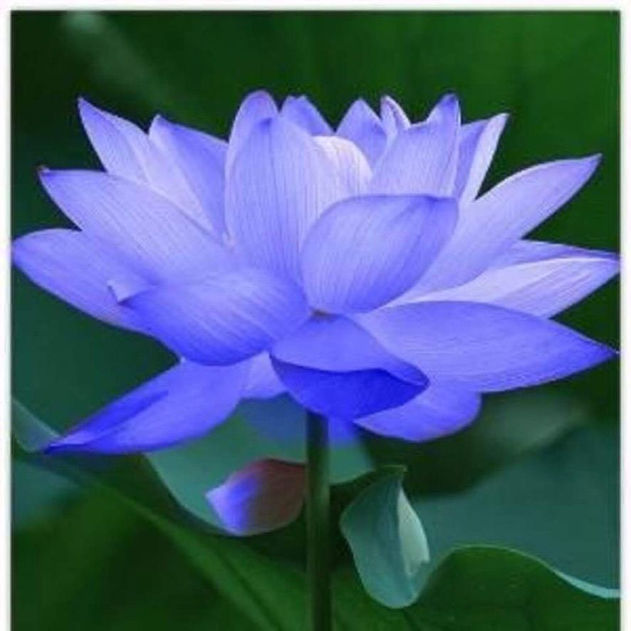 Flower Power 8