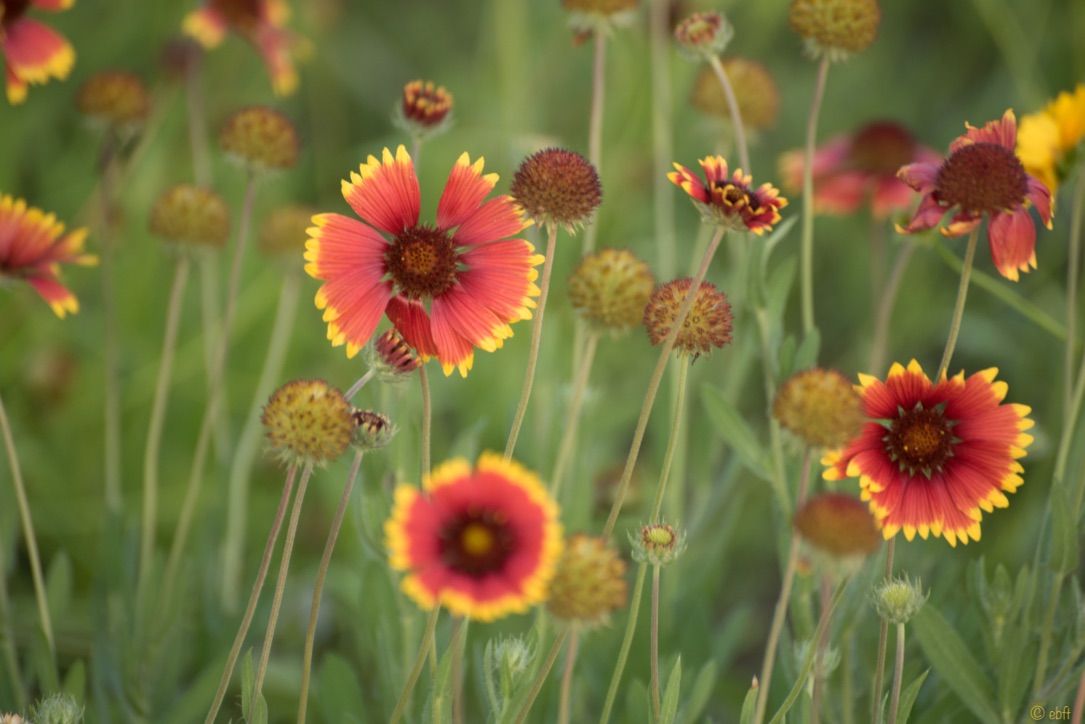 Flower Power 30