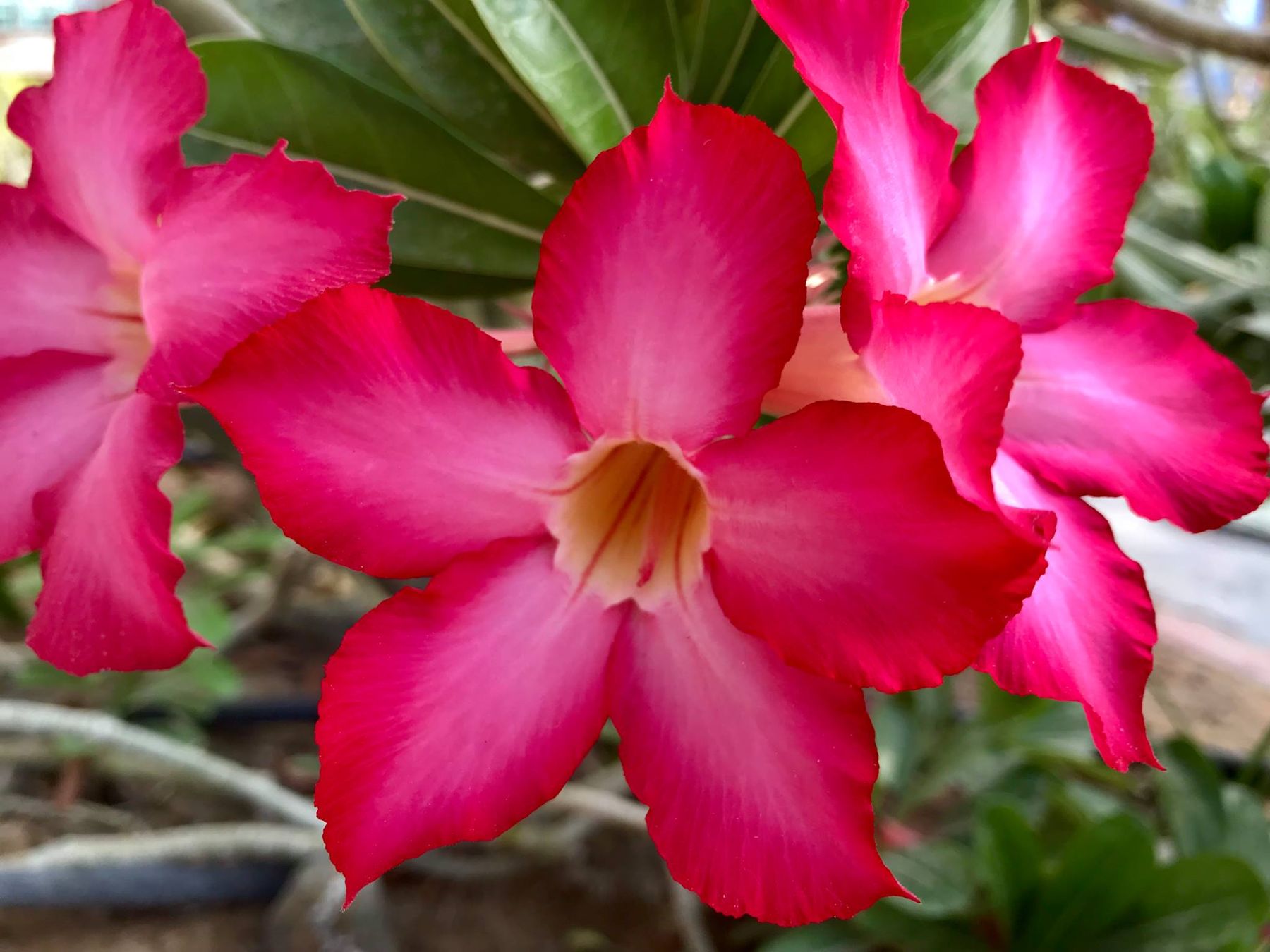 Flower Power
