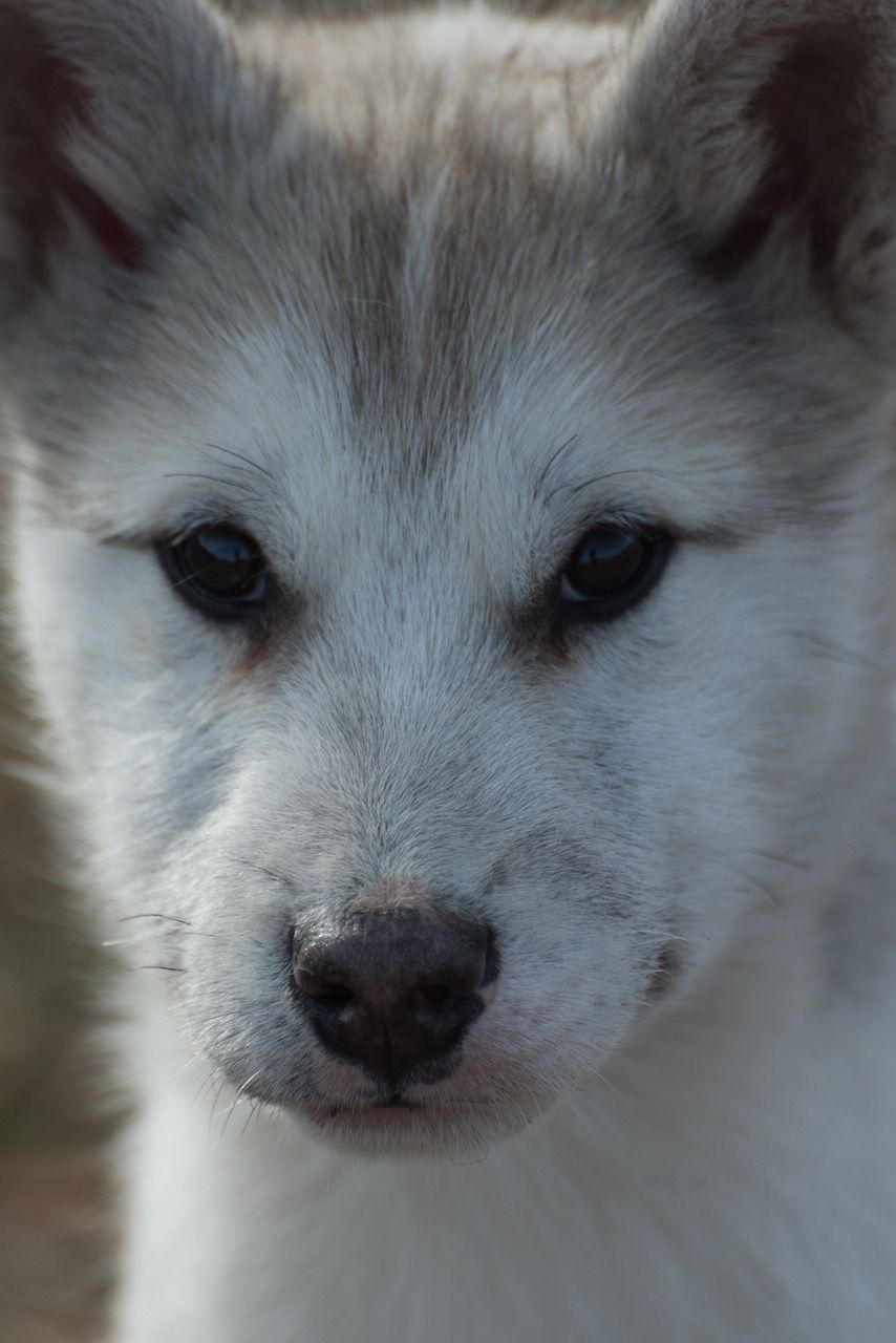 Animal Magic 14