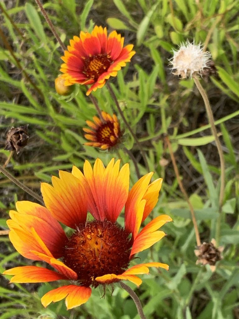 Flower Power 9