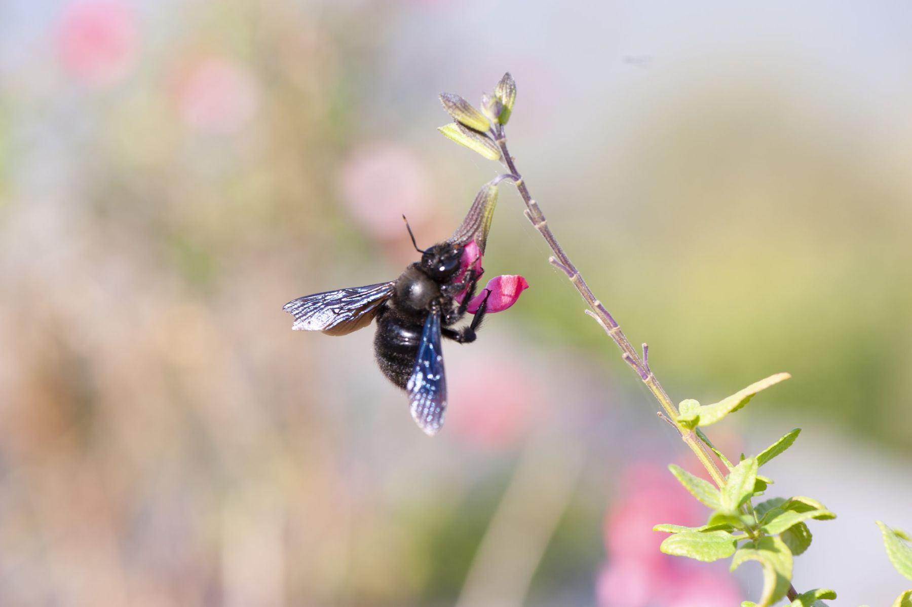 Birds & the Bees 2