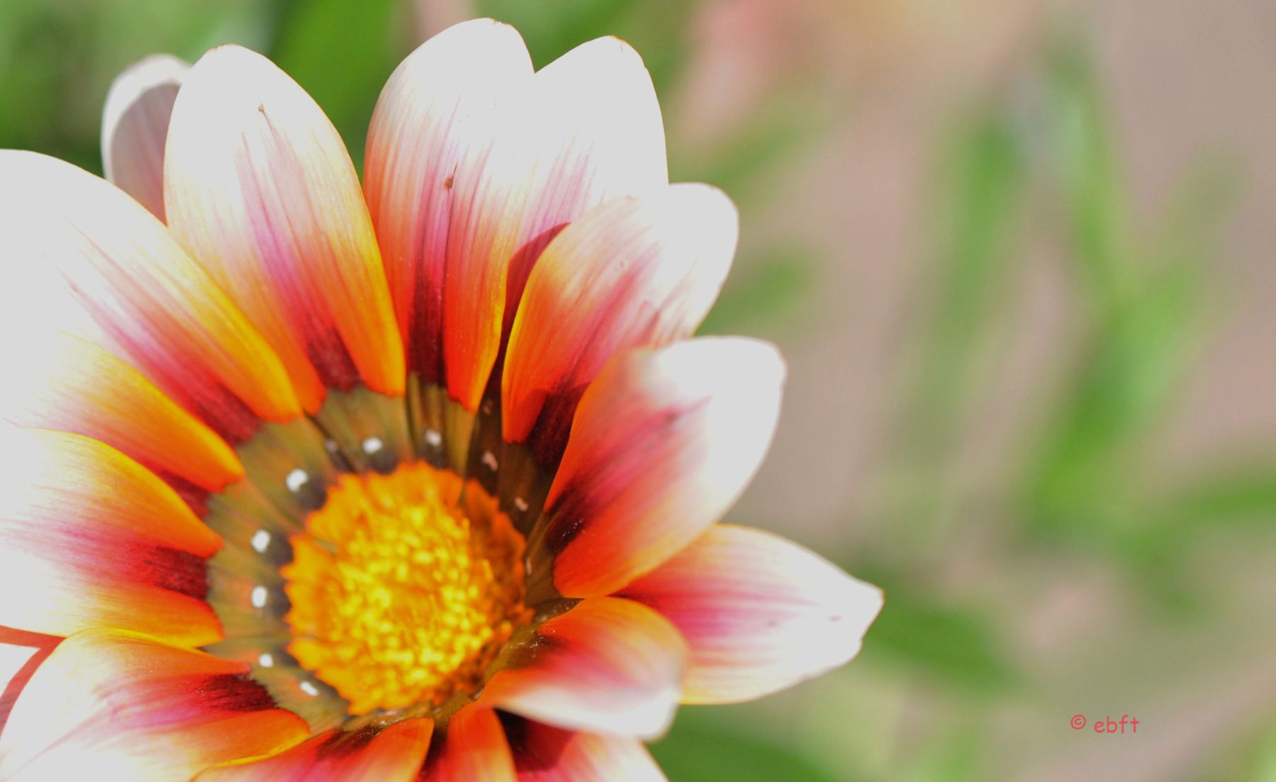 Flower Power 40