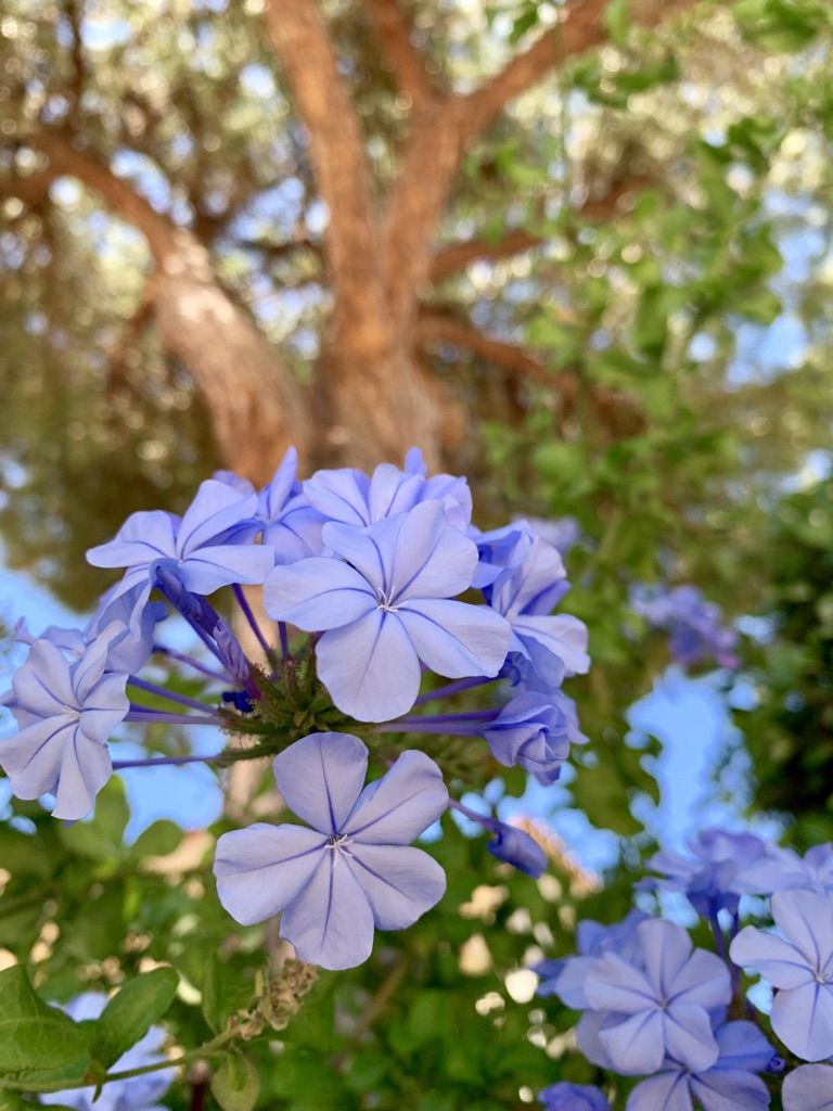 Flower Power 12
