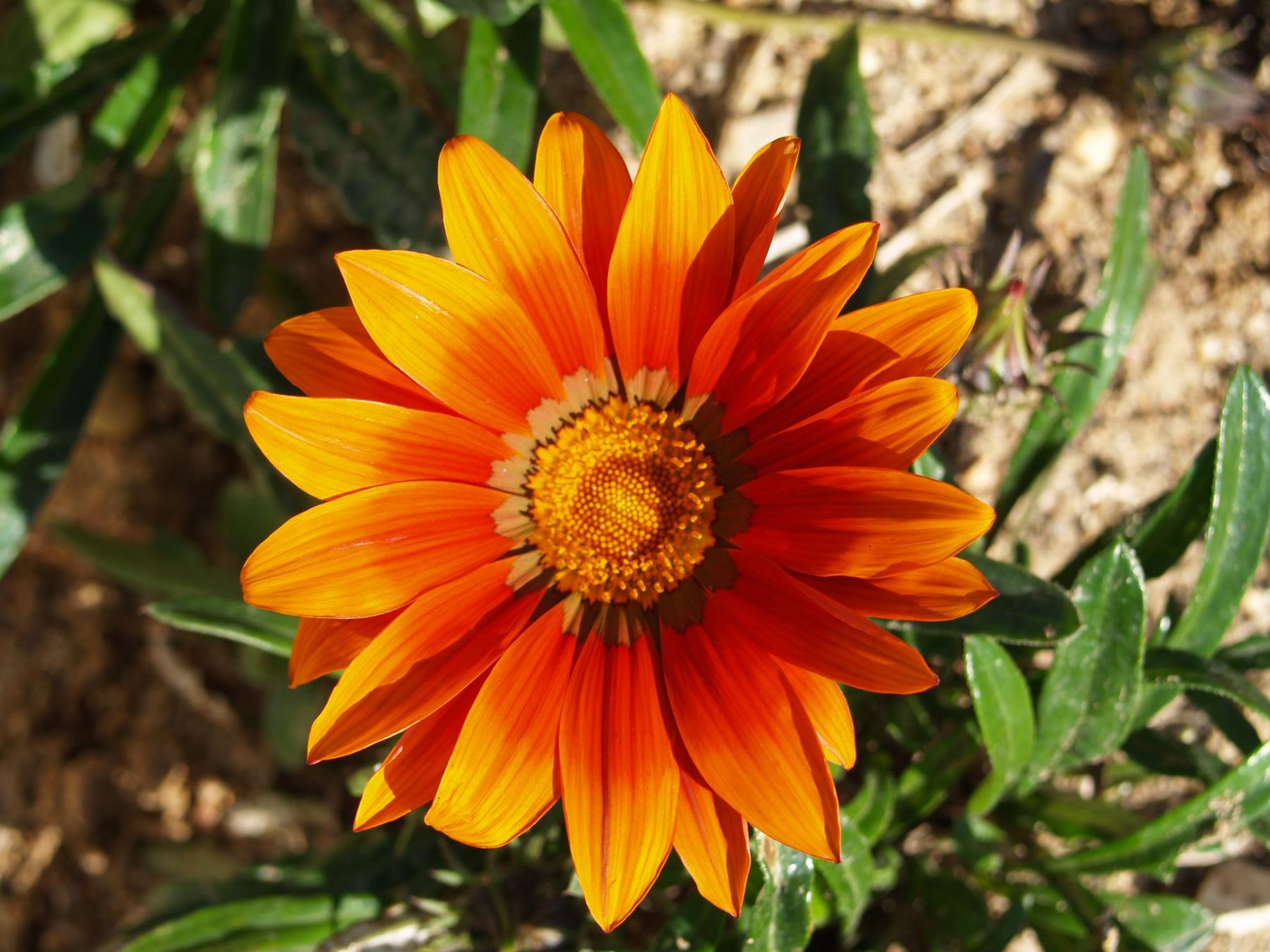 Flower Power 5