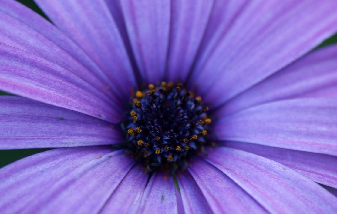 Flower Power 24