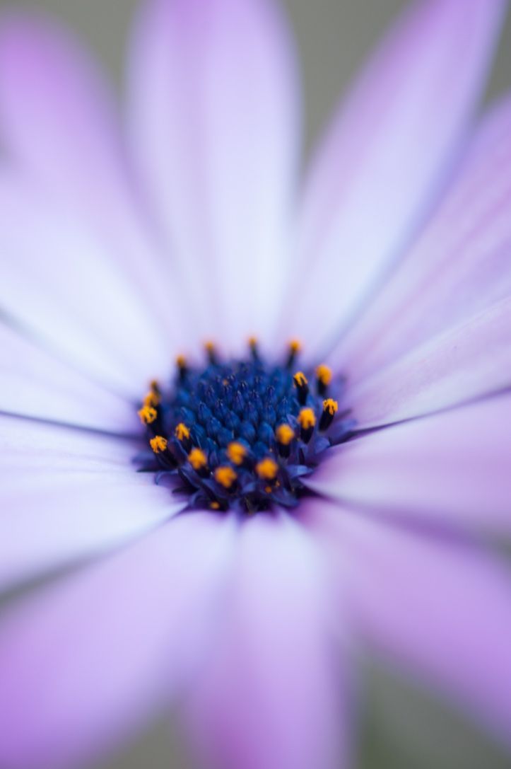 Flower Power 34