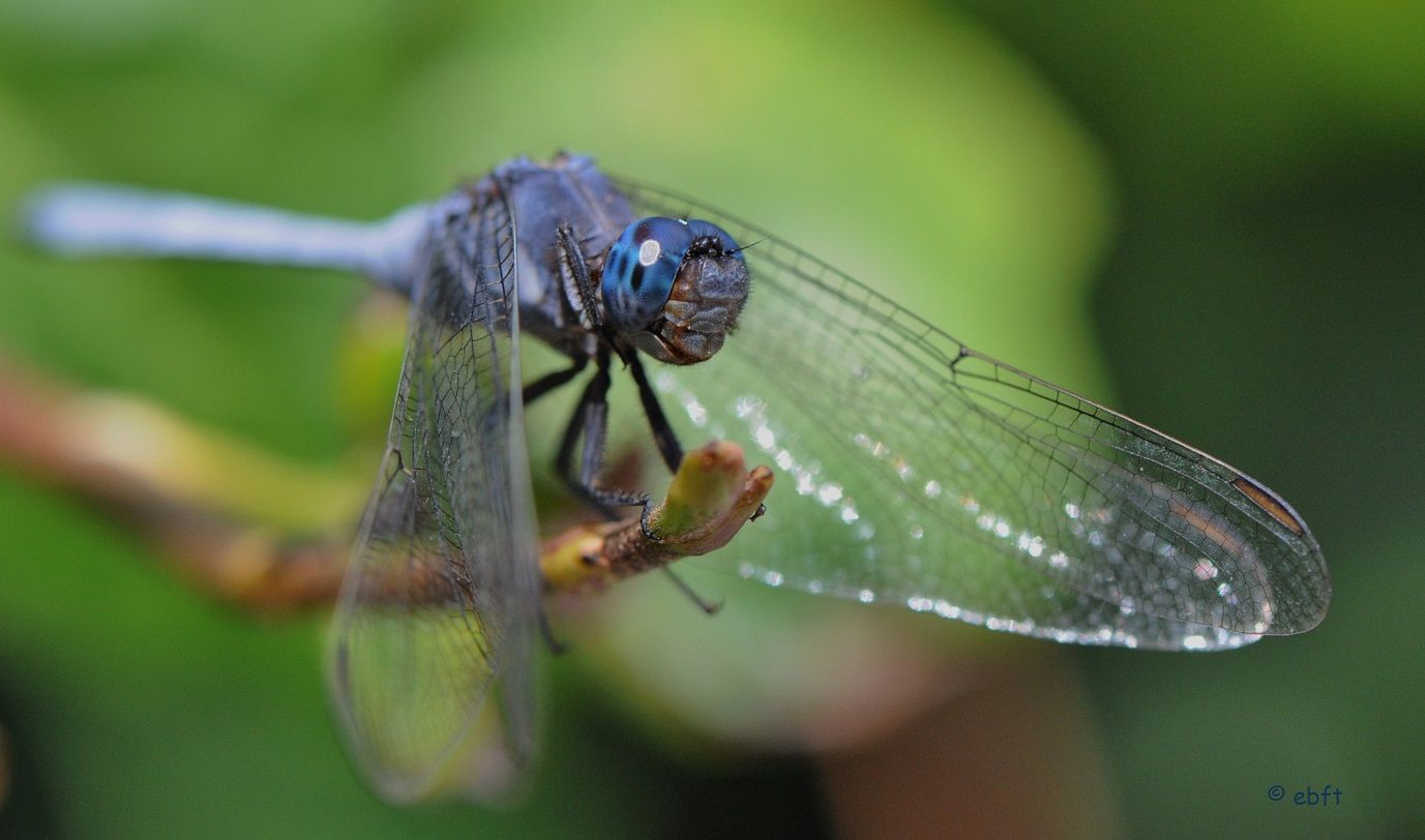 Birds & the Bees 21