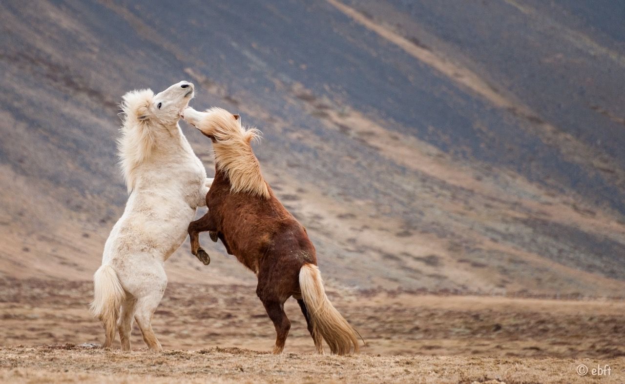Animal Magic 4
