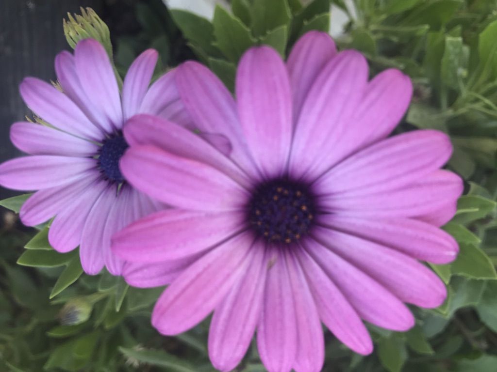 Flower Power 21