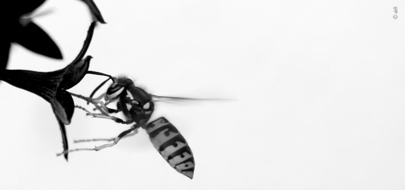 Birds & the Bees 14