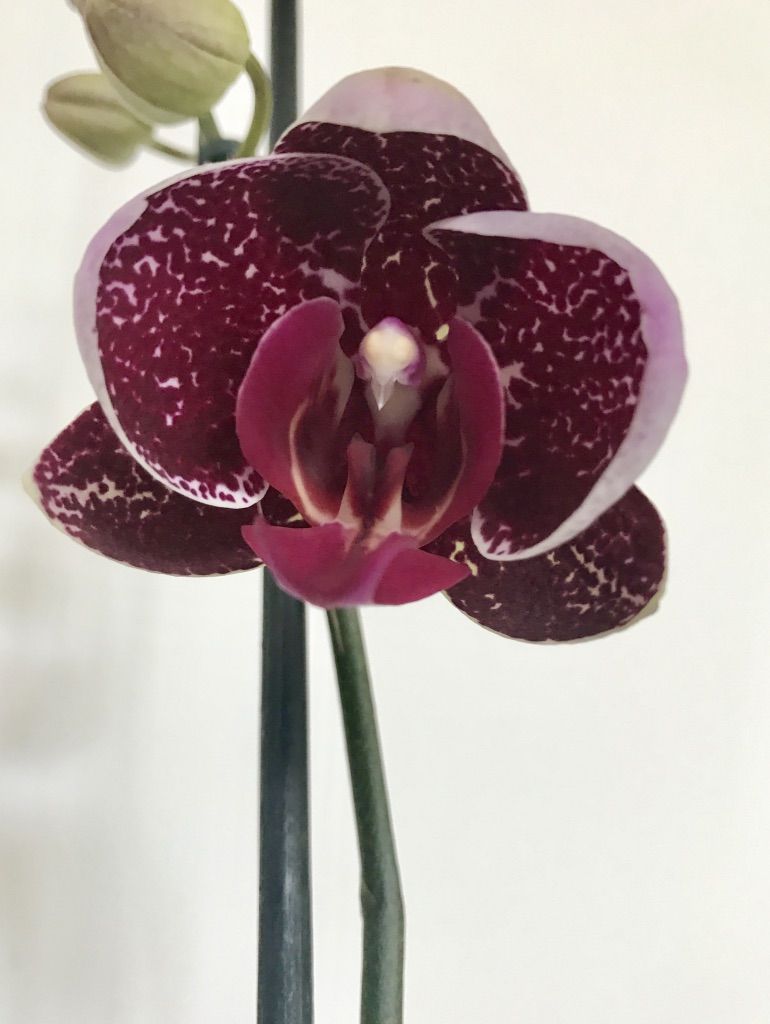 Flower Power 31