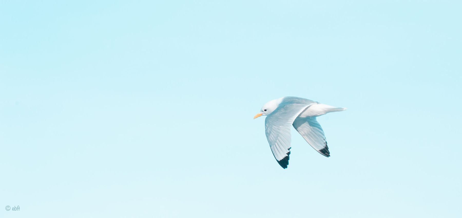 Birds & the Bees 25