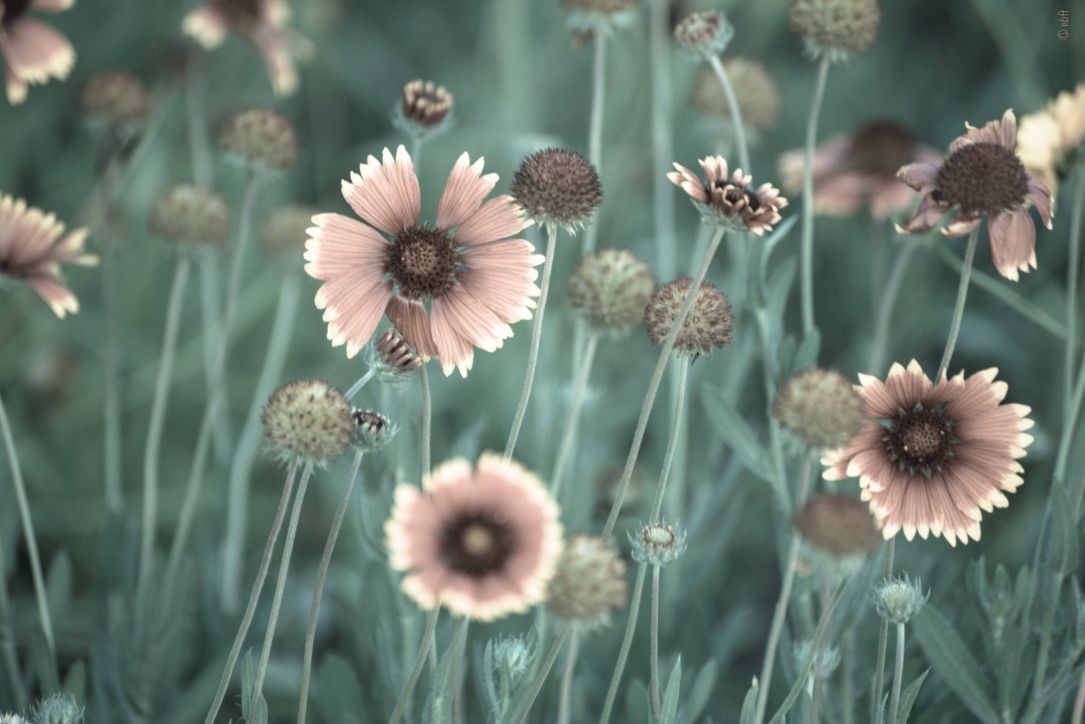 Flower Power 29