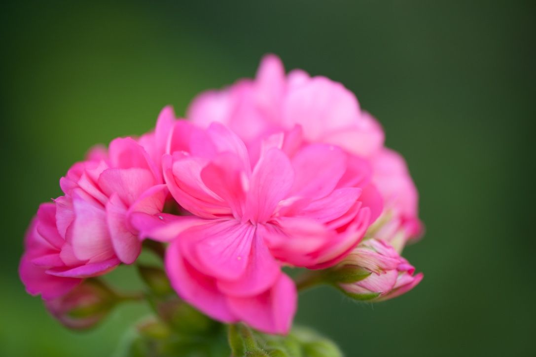 Flower Power 38